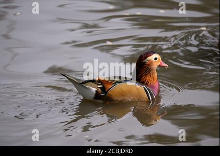 Mandarin Duck, Washington Wetland Centre, Washington, Tyne and Wear, Großbritannien Stockfoto