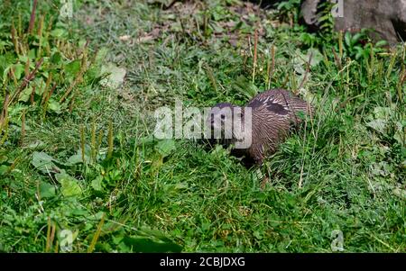 Asian Short Clawed Otter, Washington Wetland Center, Washington, Tyne and Wear, Großbritannien Stockfoto