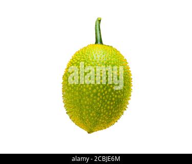 Baby Jackfruit Spiny Bitter Gourd, Sweet Gourd, Cochinchin Gourd, GAC Fruit. Isoliert auf weißem Hintergrund Stockfoto