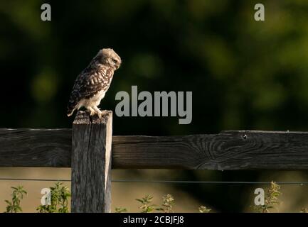 Eine junge kleine Eule (Athene noctua), die den frühen Morgensonne genießt, Norfolk Stockfoto