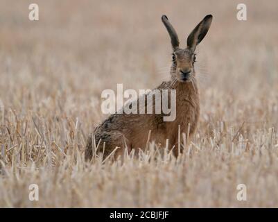 Ein brauner Hase (Lepus europaeus), der aufrecht und wachsam in einem Stoppelfeld sitzt, Norfolk Stockfoto