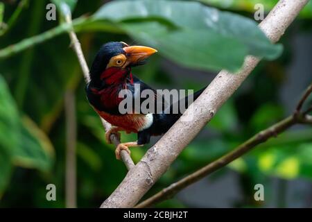 Ein bärtiger Barbet (Lybius dubius) oder ein afrikanischer Barbet, der im Regenwald thront und sich umschaut. Verwandt mit Tukanen. Stockfoto