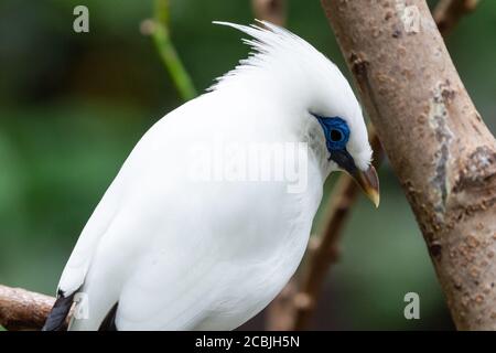 Das weiße Bali myna (Leucopsar rothschildi) , auch bekannt als Rothschilds mynah, Bali-Star oder Bali mynah, lokal bekannt als jalak Bali, ist ein Medium Stockfoto