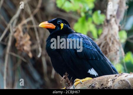 Ein gewöhnlicher Berg myna (Gracula religiosa), manchmal mit der Schreibweise "Myna" und früher einfach als der Berg myna oder Myna Vogel bekannt Stockfoto