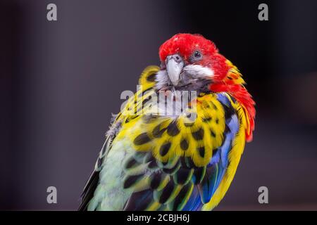 Ein leuchtend roter und gelber östlicher rosella (Platycercus eximius) Papagei oder Sittich ist ein rosella aus dem Südosten Der australische Kontinent und T Stockfoto