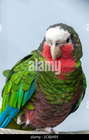 Eine Nahaufnahme des kubanischen amazonas (Amazona leucocephala), auch bekannt als kubanischer Papagei oder Rosenpapagei, Stockfoto