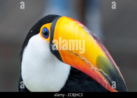 Der toco-Tukan aus der Nähe (Ramphastos toco), auch bekannt als der gemeinsame Tukan oder Riesentukan, ist die größte und wahrscheinlich bekannteste Art in der Stockfoto