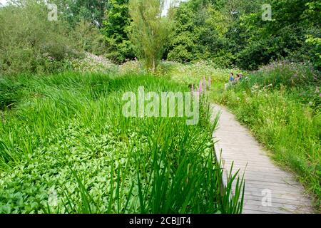 Boardwalk zwischen Schilf im Clifton Country Park (Salford, Greater Manchester) im Sommer Stockfoto