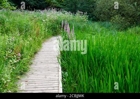 Boardwalk zwischen Schilf im Clifton Country Park (Salford, Greater Manchester) im Sommer Stockfoto