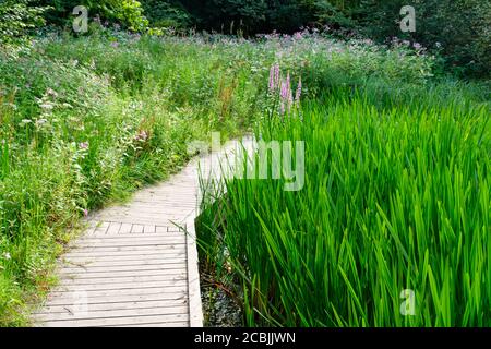 Boardwalk zwischen Schilf im Clifton Country Park (Salford, Greater Manchester) im Sommer Stockfoto