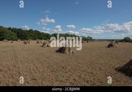 Frisch geerntete Weizenscheiben oder Stooks, die für das Dächern von Thatching verwendet werden Trocknen auf einem Feld in der ländlichen Devon-Landschaft, England, Großbritannien Stockfoto