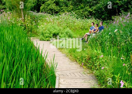 Boardwalk zwischen Schilf im Clifton Country Park (Salford, Greater Manchester) im Sommer Stockfoto