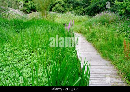 Boardwalk zwischen Schilf im Clifton Country Park (Salford, Greater Manchester) im Sommer Stockfoto