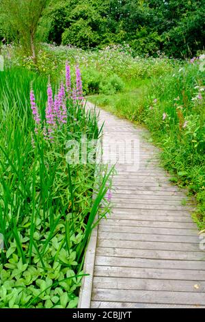 Boardwalk zwischen Schilf im Clifton Country Park (Salford, Greater Manchester) im Sommer Stockfoto