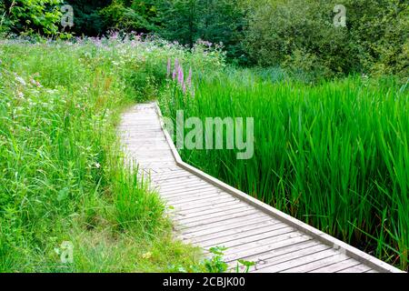 Boardwalk zwischen Schilf im Clifton Country Park (Salford, Greater Manchester) im Sommer Stockfoto