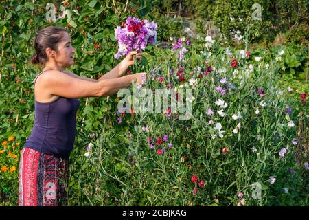 Frau schneidet Süßerbsenblumen auf einer britischen Zuteilung Stockfoto