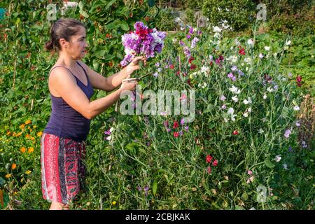 Frau schneidet Süßerbsenblumen auf einer britischen Zuteilung Stockfoto