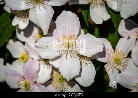 Eine blühende Clematis-Pflanze in Blüte im Frühjahr Stockfoto