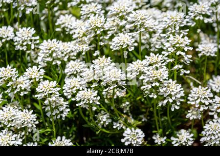 Ein Vollformat-Foto von weißen Kandytuft Blumen in der Frühlingssonne Stockfoto