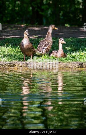 Drei Enten an einem Flussufer in der Frühlingssonne Stockfoto