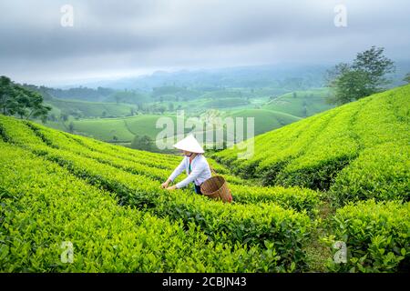 Long Coc Tea Hill, Provinz Phu Tho, Vietnam - 29. Juli 2020: Eine ethnische Muong Frau, die grünen Tee auf Long Coc Tea Hill, Provinz Phu Tho, Vietn erntet Stockfoto