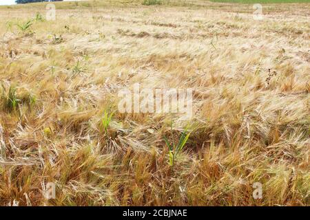 Großes goldenes Roggenfeld (Secale cereale) in Pickmere, England Stockfoto