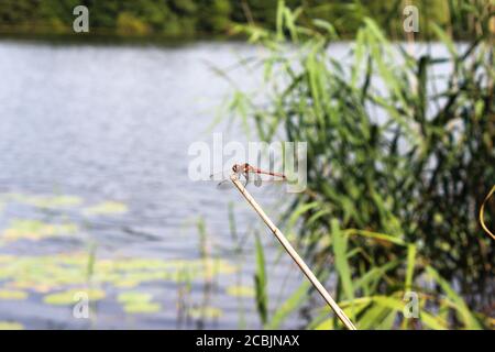 Rotaderige Drachenfliege (Sympetrum fonscolombii), die am Ende eines Stockes am Rand des Pickmere-Sees in Cheshire, England, steht Stockfoto