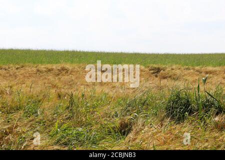 Großes Roggenfeld (Secale cereale), halb golden halb grün in Pickmere, England Stockfoto