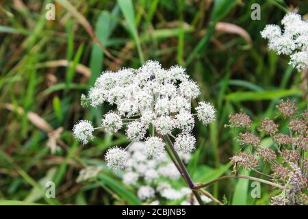 Nahaufnahme einer Wild Angelica (A. sylvestris) Pflanze in der Wildnis von Pickmere, England Stockfoto