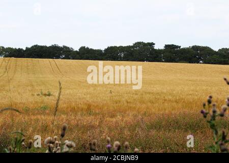 Großes Feld des wachsenden Roggen (Secale cereale) in Pickmere, England Stockfoto