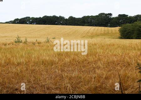 Großes Feld des wachsenden Roggen (Secale cereale) in Pickmere, England Stockfoto