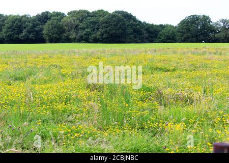 Wildwiese mit Wildpflanzen und gelben Blumen in Pickmere, England Stockfoto