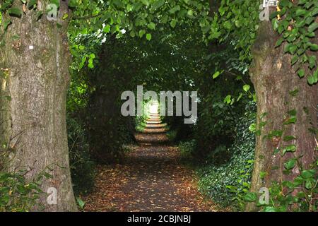 Langer, dicker Baumtunnelweg in Great Budworth, England Stockfoto