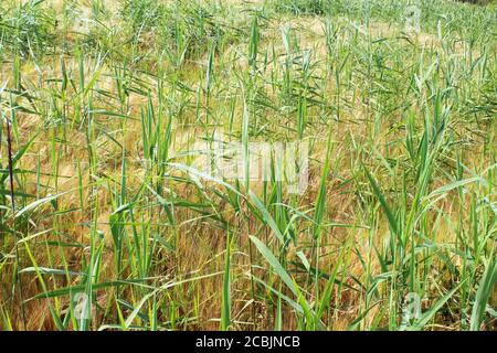 Goldenes Roggenfeld (Secale cereale) an einem sonnigen Tag in Pickmere, England Stockfoto