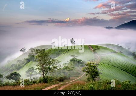 Sehen Sie den Long Coc Tea Hill, Phu Tho Provinz, Vietnam im Morgennebel. Dies ist der schönste Tee-Hügel in Vietnam mit hunderten und Tausenden o Stockfoto