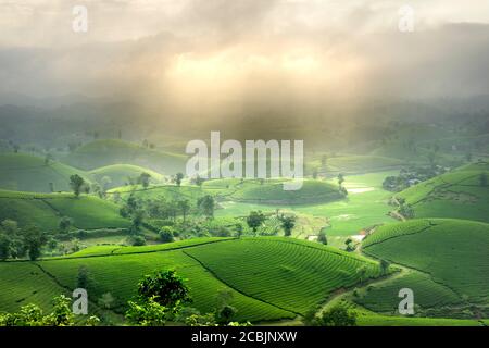 Sehen Sie den Long Coc Tea Hill, Phu Tho Provinz, Vietnam im Morgennebel. Dies ist der schönste Tee-Hügel in Vietnam mit hunderten und Tausenden o Stockfoto