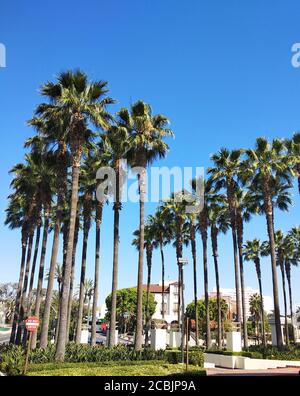 Hohe Palmen unter blauem Himmel im Quadrat von gelegen Union Station in Los Angeles Stockfoto