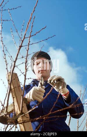 Gärtner schneiden Aprikosenbrunchen Stockfoto