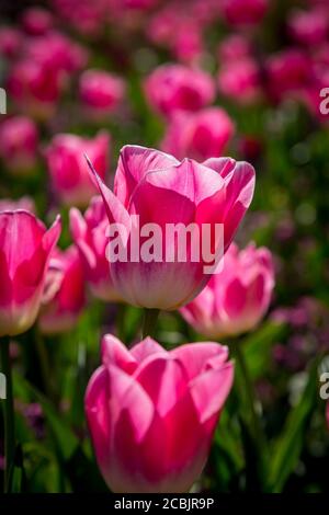 Lebendige rosa Tulpen in der Frühlingssonne Stockfoto