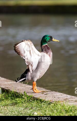Eine Stockente, die seine Flügel am Wasserrand ausstreckt Stockfoto