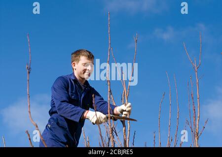 Mann schneidet Aprikosenzweige ab Stockfoto