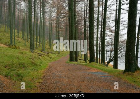 Weg durch Lärchen in Burtness Wood am Ufer von Buttermere im Lake District National Park, Cumbria, England. Stockfoto