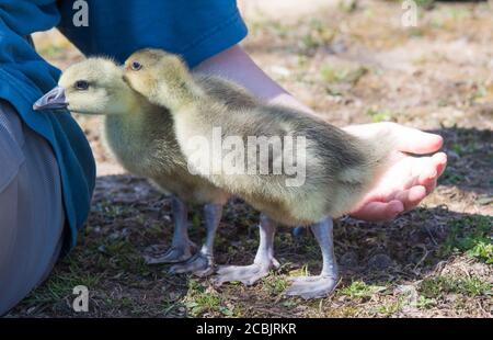 Zwei Küken mit menschlicher Hand im Außenbereich Ein sonniger Tag in Kentucky Stockfoto