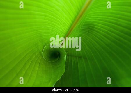 Grüne Banane aus nächster Nähe verlassen Stockfoto