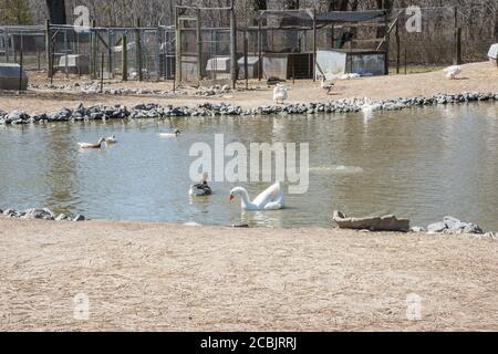 Gruppe von Enten, die in einem Teich mit Tierställen schwimmen Im Hintergrund im ländlichen Kentucky Stockfoto