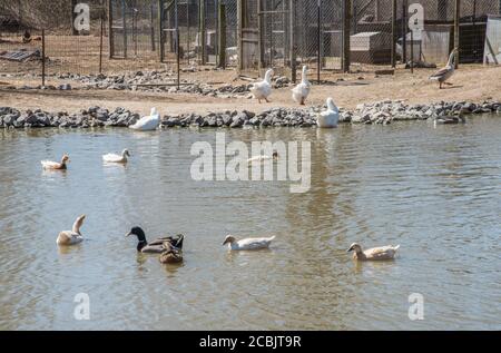 Gruppe von Enten schwimmen in Viehteich mit Tierställen Im Hintergrund an einem sonnigen Tag im ländlichen Kentucky Stockfoto