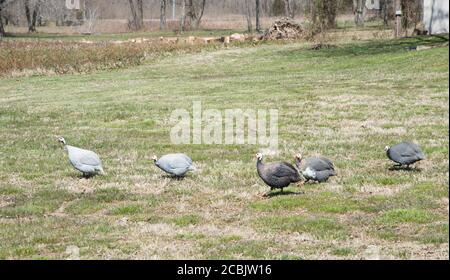 Guinea-Geflügel grasen auf Grasfeld im ländlichen Kentucky. Stockfoto