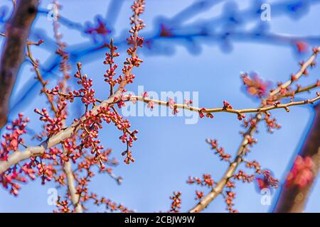 Der erste Frühling sanfte Blätter, Knospen und Äste Makro Hintergrund, selektiver Fokus Stockfoto