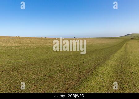 Ein Wanderweg, der an einem sonnigen Wintertag entlang der Schafe in den South Downs grast Stockfoto