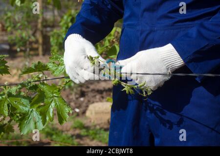 Nahaufnahme von bindenen Traubenzweigen Stockfoto